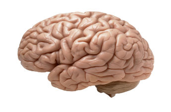 Cérebro Morto Adolescente Guardado em 5 Mora em Calcutá